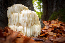 Load image into Gallery viewer, Lions Mane Mushroom Suprême, Piquant, 200g