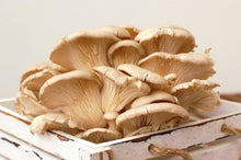Load image into Gallery viewer, Oyster Mushroom Suprême, Original, 200g