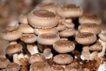 Load image into Gallery viewer, Shiitake Mushroom Suprême, Piquant, 200g